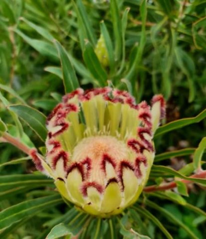 Protea neriifolia red-bearded